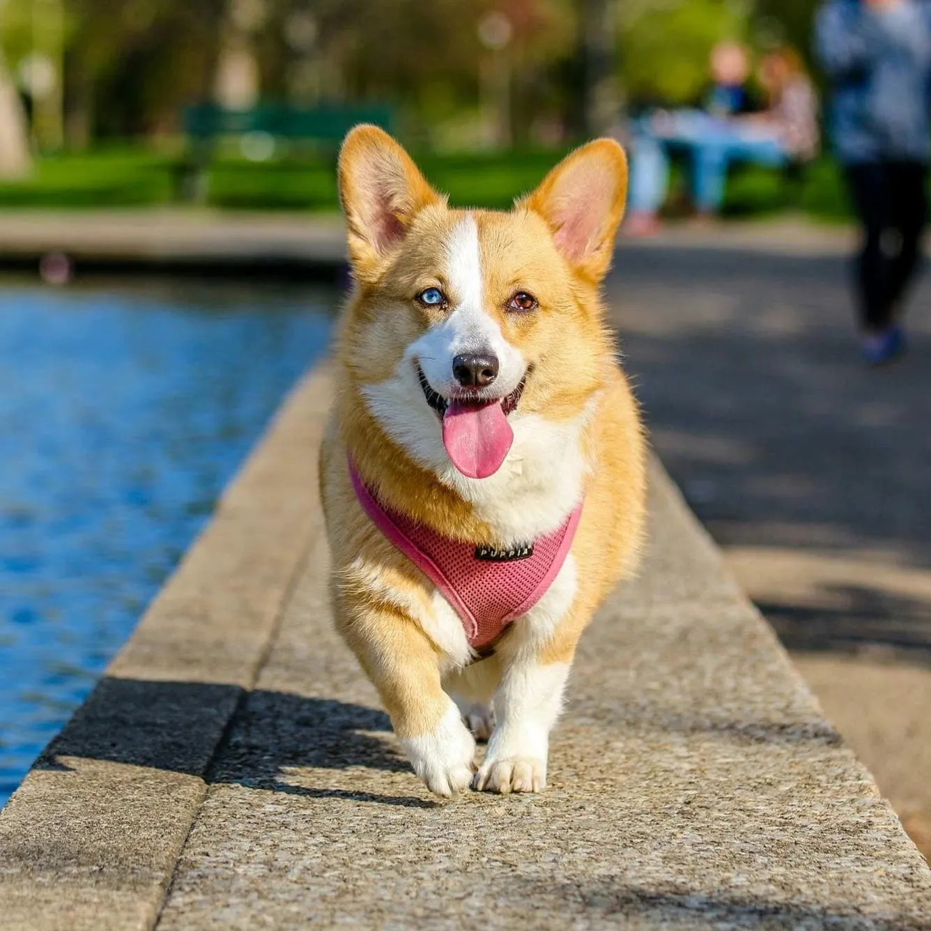 Pet | ai background removal - BgGone